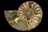 Agatized Ammonite Fossil (Half) - Madagascar #88268-1